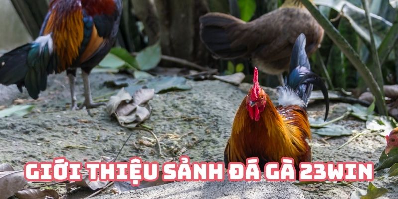 Tổng quan thông tin của sảnh đấu kê hấp dẫn nhất khu vực