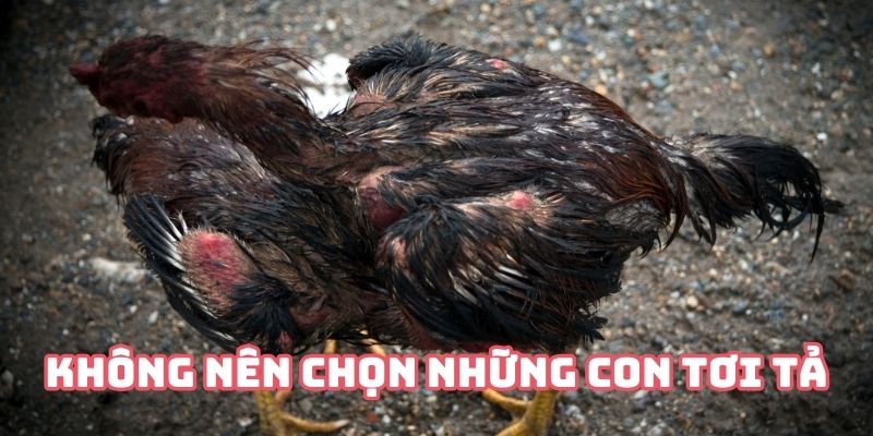 Bật mí lối chơi cá độ gà chiến của cao thủ